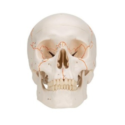 [3B] 숫자기재된 두개골모형 A21(20x13.5x15.5cm/0.7kg) ▶ 표준두개골모형 교육용모형 인체모형 Human Classic Skull