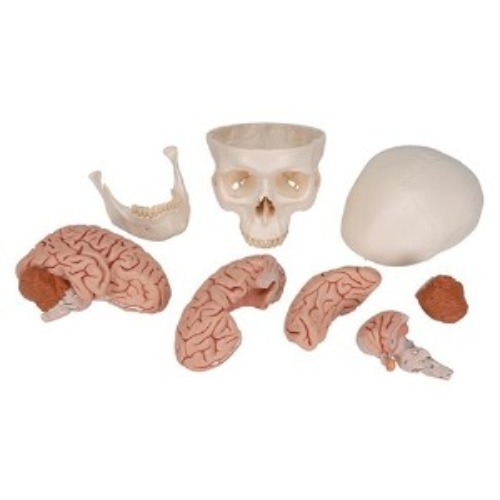 [3B] 뇌포함두개골모형 A20/9(20x13.5x15.5cm/1.58kg) ▶ Classic Human Skull 두개골모형 인체모형 교육용모형