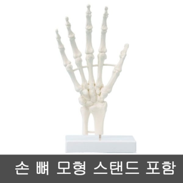 [SY] 6040 손 뼈 모형 (Hand skeleton) 스탠드포함
