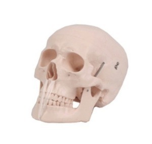 JSM-8 두개골모형/ 8분리 뇌포함, 턱 및 치아분리가능, 저가형