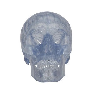 [3B] 3파트분리형 투명두개골모형 A20/T(20x13.5x15.5cm/0.67kg) ▶ 두개골모형 교육용모형 인체모형 Transparent Classic Human Skull