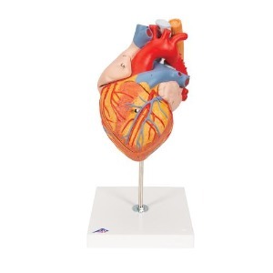 [3B] 2배율 5파트 식도와기관포함 심장모형 G13(32x18x18cm/1.1kg) ▶ Heart with Esophagus and Trachea, 2 times life size, 5 part