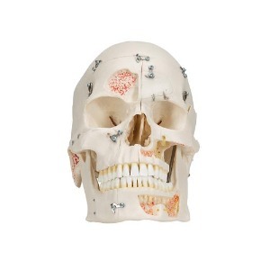 [3B] 치아구조 10파트 두개골모형 A27(28x22.5x18.5cm/1.1kg) ▶ 교육용모형 인체모형 Dental Skull