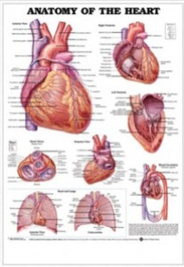 3D해부도(벽걸이)/9878B/심장해부학 ( ANATOMY OF THE HEART )/ 54cm ⅹ 74cm