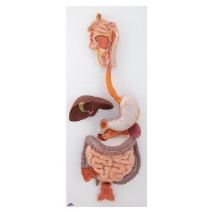 [3B] 3파트 서화계모형 K21(81x33x10cm/3.37kg) ▶ Digestive System, 3 part 인체모형 소화기관모형
