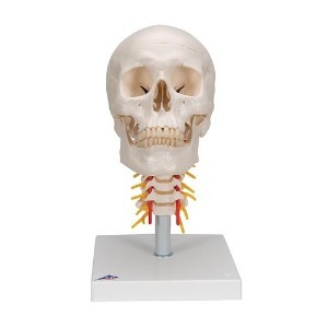 [3B] 4분리 경추호함두개골모형 A20/1(20x13.5x15.5xm/1kg) ▶ 기본형두개골 인체모형 교육용모형 Human Skull Model