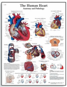 [독일3B] 심장차트 해부와 생리학 순환계차트 VR1334L(코팅) The Human Heart Chart - Anatomy and Physiology