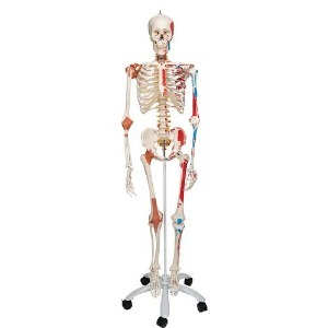 [3B] 고급형 근종표시 전신골격모형 Sam A13(176.5cm/10.3kg) ▶ 스탠드형골격모형 인체모형 교육용모형 Skeleton Sam