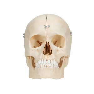 [3B] 6파트 두개골모형 A281(16x13.5x20.5cm/0.5kg) ▶ 교육용모형 인체모형 두상모형 BONElike™ Human Bony Skull