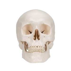 [3B] 3분리두개골모형 A20(20x13.5x15.5cm,0.8kg) ▶ 기본두개골모형 Human Skull 교육용모형 인체모형
