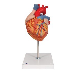 [3B] 2배확대 4파트분리 심장모형 G12(32x18x18cm/0.66kg) ▶ Heart, 2-times life size, 4 part