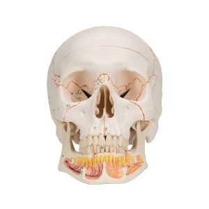 [3B] 하악노출 두개골모형 A22(20x13.5x15.5cm/0.7kg) ▶ 아래턱노출된두개골모형 Classic Human Skull Model 인체모형 교육용모형