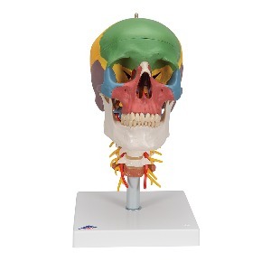 [3B] 4분리 경추포함 채색된 두개골모형 A20/2(17.5x17.5x30cm/1.44kg) ▶ 기본형두개골모형 인체모형 교육용모형 Didactic Human Skull Model