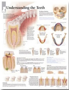 평면해부도(벽걸이)/ 2300/치과챠트/ Understanding the Teeth