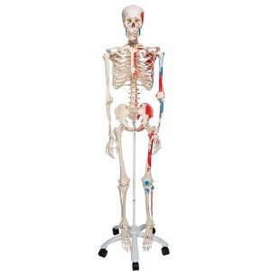 [3B] 스탠드형 전신골격모형 A11 (176.5cm/10kg) ▶ 전신뼈모형 인체모형 교육용모형 1020173