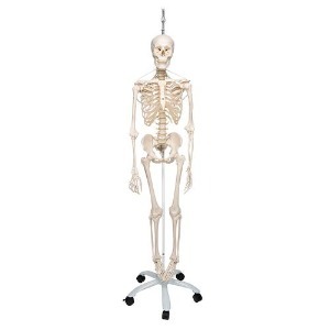[3B] 유연한 기능적전신골격모형 5발바퀴스탠드형 A15/3S(192.5cm/11kg) ▶ Skeleton Feldi 인체모형 전신모형 1020180 인체모형