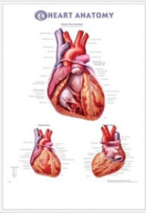 3D해부도(벽걸이)/9911/심장차트 ( HEART ANATOMY )/ 54cm ⅹ 74cm