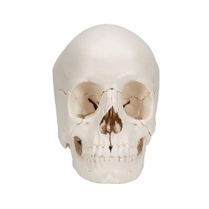 [3B] 22파트 분리형 성인두개골모형 A290(21x14x16cm/0.5kg) ▶ 인체두개골모형 교육용모형