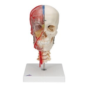 [3B] 뇌와 척추뼈포함 두개골모형 A283(18x18x34cm/1.7kg) ▶ 교육용모형 두상모형 인체모형 BONElike™ Human Skull