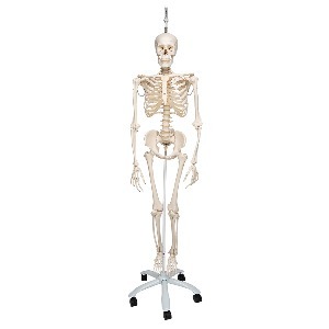 [3B] 생리학적 전신골격모형 A15/3(192.5cm/10.5kg) ▶ 교육인체모형 5발바퀴스탠드골격모형 Skeleton Phil