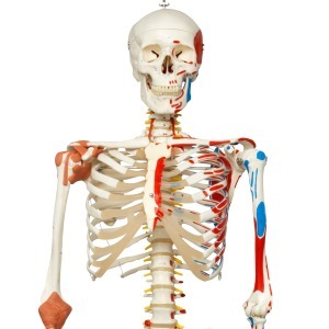 [3B] 고급형 근종표시 전신골격모형 A13/1(192.5cm/12kg) ▶ Skeleton Sam 교육용모형 스탠드형골격모형 인체모형
