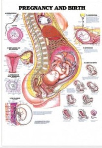 3D해부도(벽걸이)/ 9980/임신과 출산 ( PREGNANCY AND BIRTH )/ 54cm ⅹ 74cm