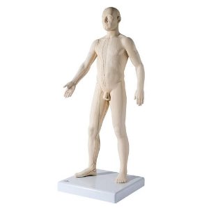 [3B]N30 침술실습 남성전신모형 /Acupuncture Model, Male