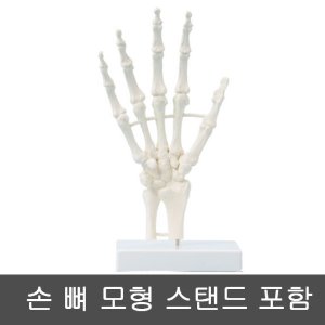 [SY] 6040 손 뼈 모형 (Hand skeleton) 스탠드포함