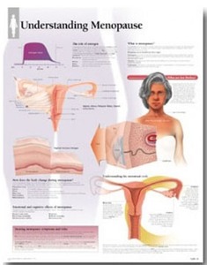 평면해부도(벽걸이)/5500/폐경기의 이해 Understanding Menopause