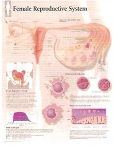 평면해부도(벽걸이)/ 5000/여성 생식시스템 Female Reproductive System
