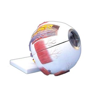 EBK3-327 눈의 구조모형 (6분리) +스텐드포함 / 6배확대모형 수정체 홍체 각막 유리체 분리모형 눈모형 눈구조모형 안구모형