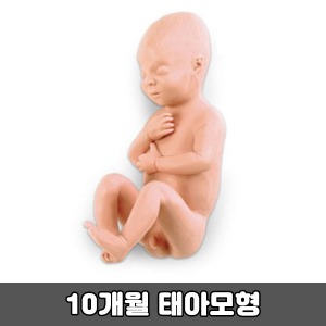 [SY] 10개월 태아모형(LF00931)