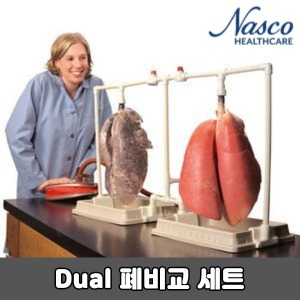 [SY] NASCO 살아있는 폐비교모형 LS03802 나스코 NASCO