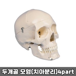 [SY] 4513 두개골 모형 (치아 분리) 4part