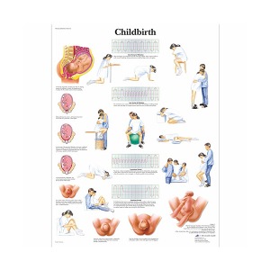 [독일3B] 출산차트 VR1555L(코팅) Childbirth Chart