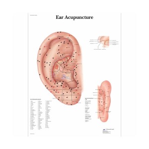 [독일3B] 귀 침술차트 VR1821L(코팅) Ear Acupuncture Chart
