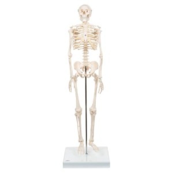 [3B] 미니전신골격 A18(88cm/1.4kg) ▶ Mini Skeleton 인체골격모형 교육용인체모형 1000039