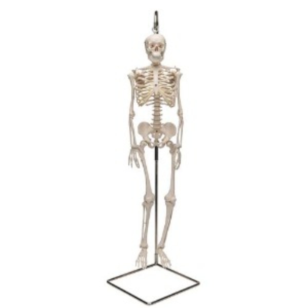 [3B] 고리걸쇠형 미니전신골격모형 A18/1(94cm/3.15kg) ▶ Mini Human Skeleton 골격인체모형 전신뼈모형