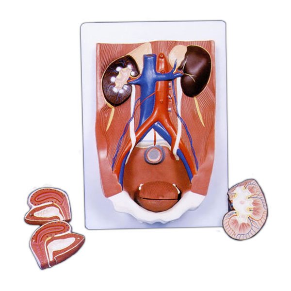 EBK3-349 실제크기 양성 비뇨기관 모형 6parts / 실제크기모형 비뇨기관모형 6분리모형 교육용모형 인체구조모형 인체모형