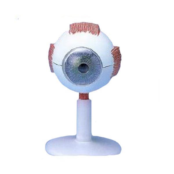 EBK3-326 눈의 구조모형 (6part) +스텐드포함 / 3배확대모형 2부분분리반구 분리모형  눈구조모형 안구모형