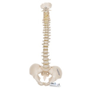 [3B]A18/20 탄력성 미니척추모형(스탠트없음· 40cm/0.12kg)｜Mini Human Spinal Column,인체모형 교육용모형