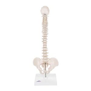 [3B] 소형척추모형 A18/21(44cm/0.6kg)｜Mini Human Spinal Column Model 인체모형 교육용모형