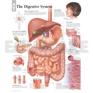 평면해부도(벽걸이)/1500/소화기관/ Digestive System