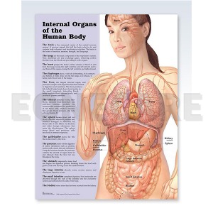 3D해부도(벽걸이) / 828X/인체의 내부기관/ (INTERNAL ORGANS OF THE HUMAN BODY)// 54cm ⅹ 74cm