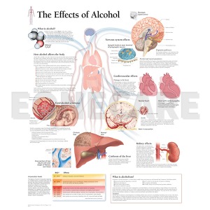 평면해부도(벽걸이)/1653 /알코올의 효과/The Effects of Alchol