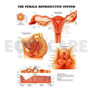 3D해부도 여성 생식기 차트 (9652) The Female Reproductive System