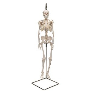 [3B] 고리걸쇠형 미니전신골격모형 A18/1(94cm/3.15kg) ▶ Mini Human Skeleton 골격인체모형 전신뼈모형