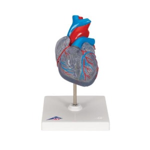 [3B] 자극 전도 시스템이 있는 심장모형 G08/3(19x12x12cm/0.46kg) ▶ Classic Heart with Conducting System, 2 part