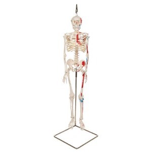 [3B] 근종표시 미니전신골격모형 A18/6(94cm/1kg) ▶ Mini Human Skeleton - Shorty 교육용모형 전신골격축소모형