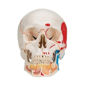 [3B] 하악노출 채색된 두개골모형 A22/1(20x13.5x15.5cm/0.9kg) ▶ Classic Human Skull 인체모형 교육용모형